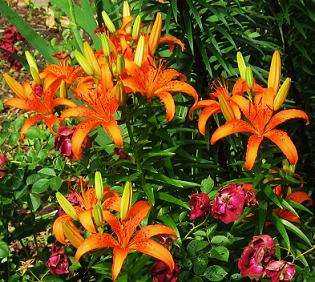 lilies 002.jpg