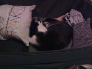I had left the room after half unpacking my suitcase, coming back he was sleeping in my suitcase!