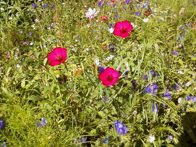 very intensive pink flowers