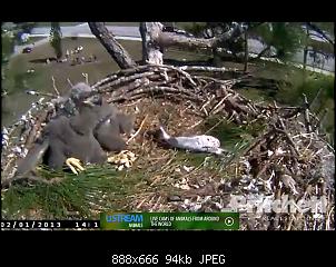 two eagle babies of the eagle parents ozzy and harriet