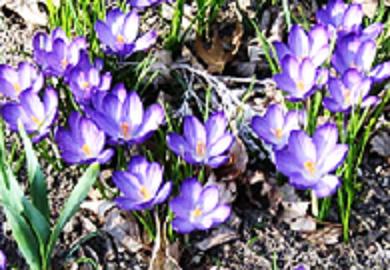 crocus.jpg