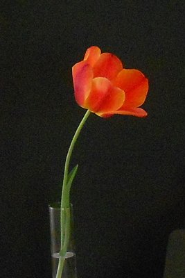 Tulip inside