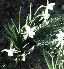 flowers 001 White  dafodills.jpg