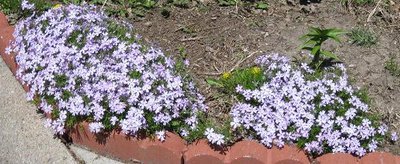 phlox 001.jpg