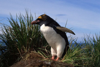 macaroni_penguin.JPG