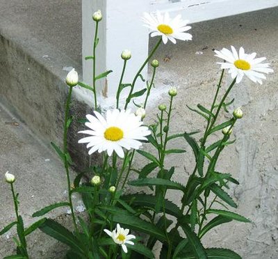 Daisy 001.jpg