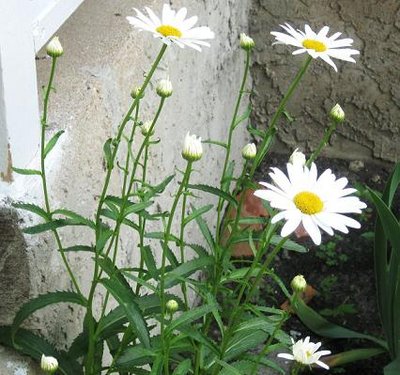 Daisy 002.jpg